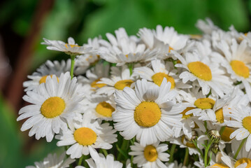 Photo of growing flowers in the garden