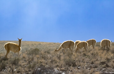 Alpaca 