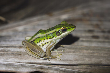 The Common green paddy frog - Hylarana erythraea and is also known as , Red-eared frog or Leaf frog on dry coconut leaves at night.