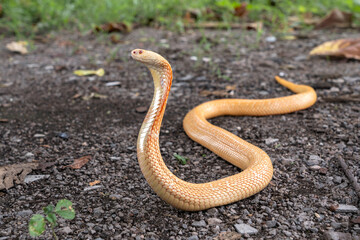 Albino Monocled Cobra - Naja kaouthia raised its hood on the ground in the garden. The snake has an orange white or Thai tea color throughout its body and red eyes.
