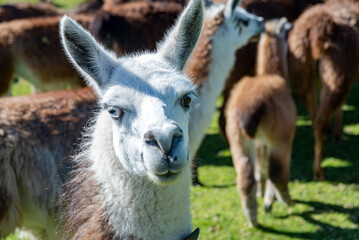 Llamas of all colors and sizes walking around a field and enjoying a beautiful sunny afternoon. Cochasqui, Ecuador.
