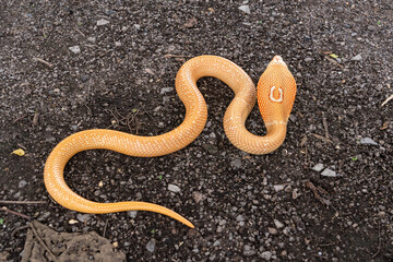 Back of Albino Monocled Cobra - Naja kaouthia raised its hood on the ground in the garden. The snake has an orange white or Thai tea color throughout its body and red eyes.