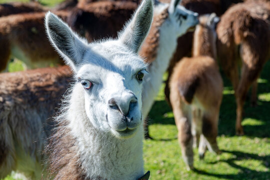 Llamas of all colors and sizes walking around a field and enjoying a beautiful sunny afternoon. Cochasqui, Ecuador.