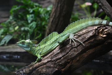  Green basilisk lizard animals zoo reptiles