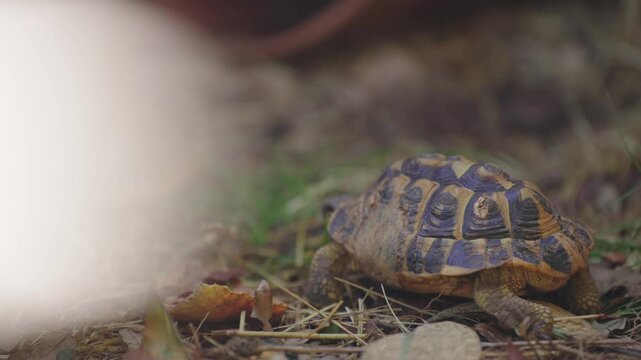 Tortoise Crawling on Ground 4k
