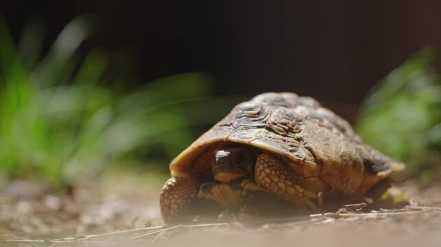 Beautiful Tortoise in Sunlight 4k