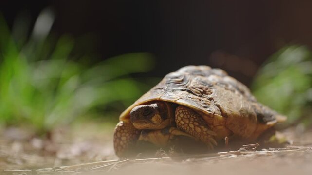Tortoise in Natural Habitat 4k
