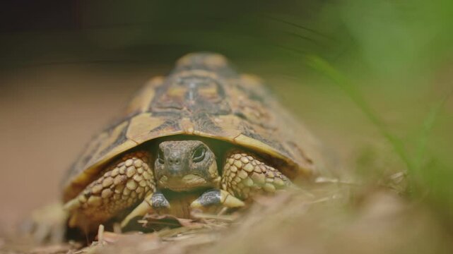 Beautiful Tortoise Close-Up details 4k slow motion