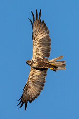 Eurasian marsh harrier or Western marsh harrier (Circus aeruginosus ).
