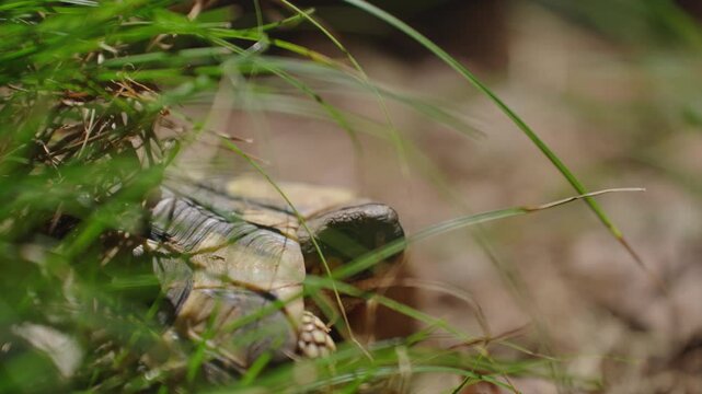 Turtle Hiding in Grass 4k