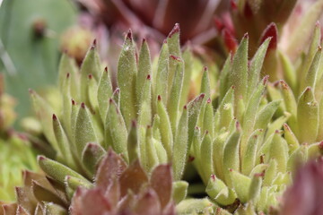 sempervivum Befreckled rojnik 