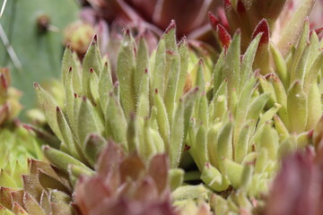 sempervivum Befreckled rojnik 