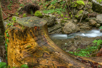 Eine saftig grüne Naturszene an einem kleinen Bach im Frühling