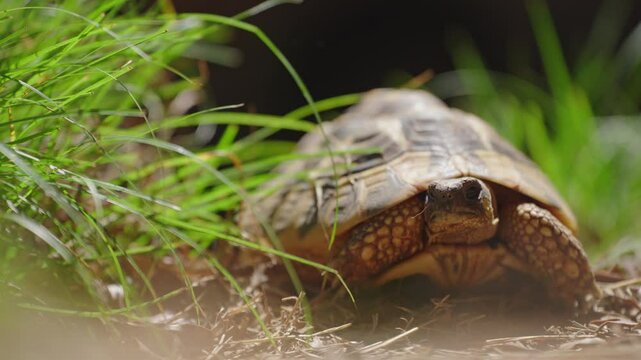 Tortoise Moving Slowly Outdoors 4k