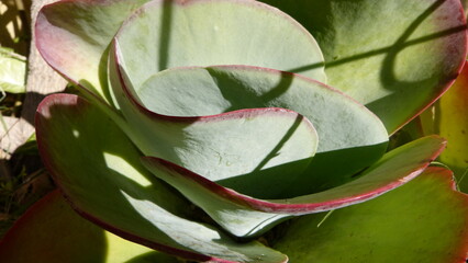 Cactus in the garden close up.