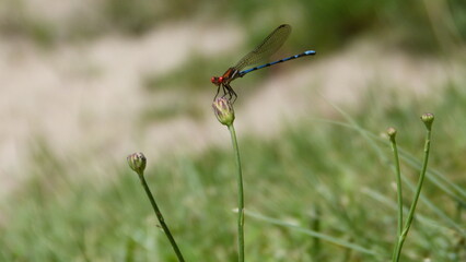 Close up of a dragonfly 2.