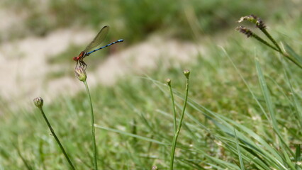 Close up of a dragonfly 1.
