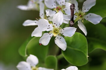 Closeup of blooming white flowers
