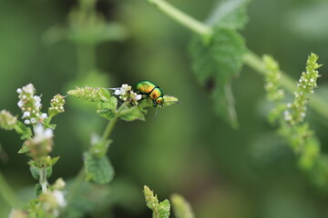 A closeup of colorful green bug sitting on white flower