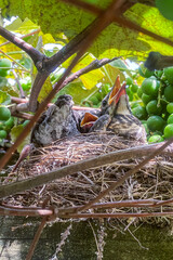 Baby birds wait hungrily with beaks open in their nest in a grape arbor