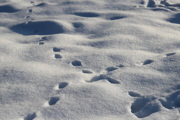 Animal steps in fresh snow background