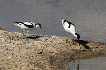 Avocette élégante, Recurvirostra avosetta, Pied Avocet, Marais salant, Guérande, 44, Loire Atlantique, France