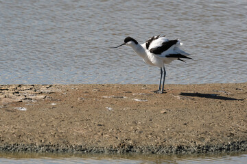 Avocette élégante, Recurvirostra avosetta, Pied Avocet, Marais salant, Guérande, 44, Loire Atlantique, France