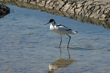 Avocette élégante, Recurvirostra avosetta, Pied Avocet, Marais salant, Guérande, 44, Loire Atlantique, France