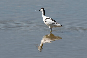 Avocette élégante, Recurvirostra avosetta, Pied Avocet, Marais salant, Guérande, 44, Loire Atlantique, France