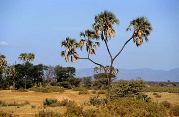Obraz premium Hyphaene thebaica, Palmier doum, Parc national de Samburu, Kenya