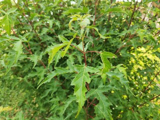 Green leaves on a bush.