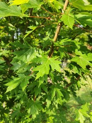 A closeup picture of a red maple tree's leaves. 