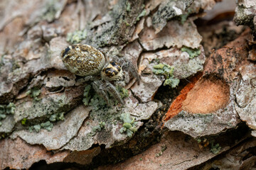 Jumping spider - Macaroeris nidicolens, beautiful small jumping spider living on pine trees of Euroasian open and warm areas, Mikulov, Czech Republic.