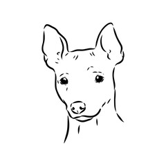 American naked Terrier an American hairless terrier dog American naked terrier vector sketch