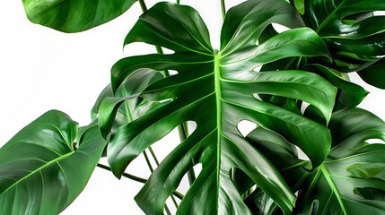 Green Monstera Leaves on White Background