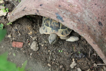 Tortue