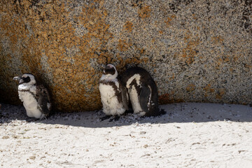 Three African penguins are hiding from the sun in the shade of a large stone. South Africa, natural habitat of endangered animals. black-footed, Spectacled penguin. 