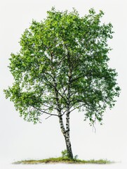 beautiful isolated trees on white background, various species like elm, sycamore, and pine, serene and natural atmosphere