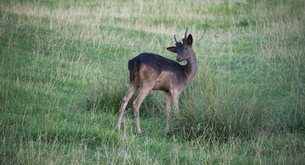 Resting deer in a grassy field with majestic antlers, calm nature scene