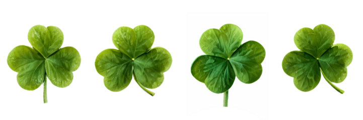 green lucky clover and shamrock isolated on transparent background
