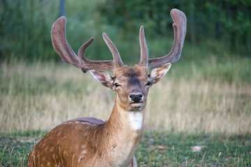 Resting deer in a grassy field with majestic antlers, calm nature scene