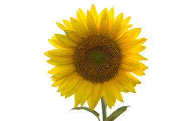 Vibrant sunflower in full bloom isolated on white background