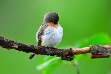 Zwergschnäpper reinigt sein Gefieder // Red-breasted flycatcher (Ficedula parva) 