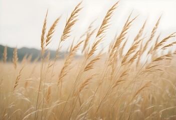 Pampas grass outdoor in light pastel colors. Dry reeds boho style	
