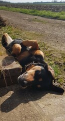 Beauceron