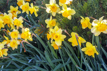 yellow daffodils in spring