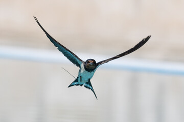 Swallow reflected in the water while drinking. Low flight. Birds drinking water in flight. small birds Reflection of a swallow in the water