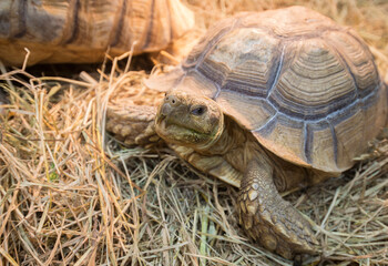 Turtles, ancient animals with a long lifespan.