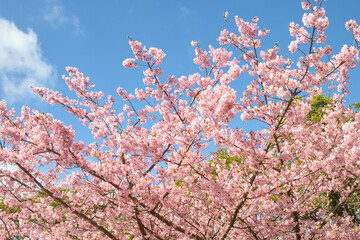 青空と満開の河津桜