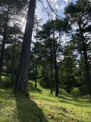 path in the woods
